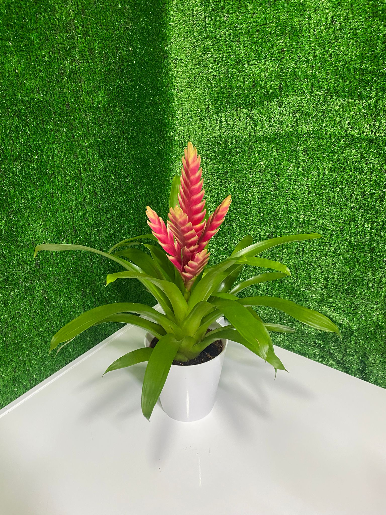 Turuncu Vrezya (Saksı Çiçeği)